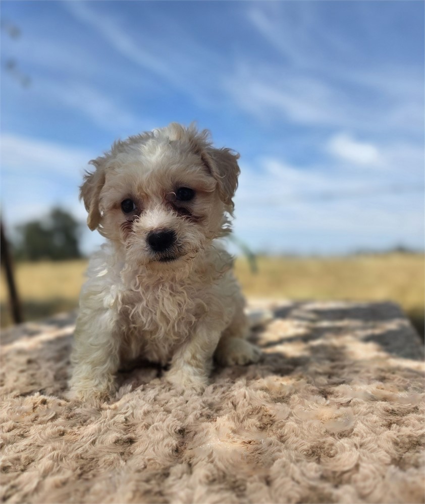Dolly the Zuchon Clean USDA