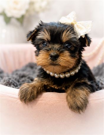 Yorkie, Pippa