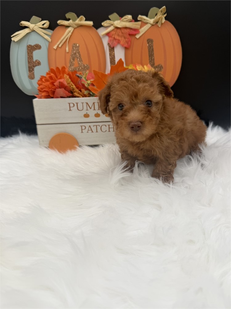 Winnie Mini Poodle Male 2