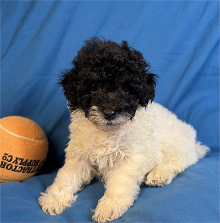 Poodle - Lily’s  # 2 (M)