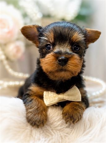 Yorkie, Boy Ralf