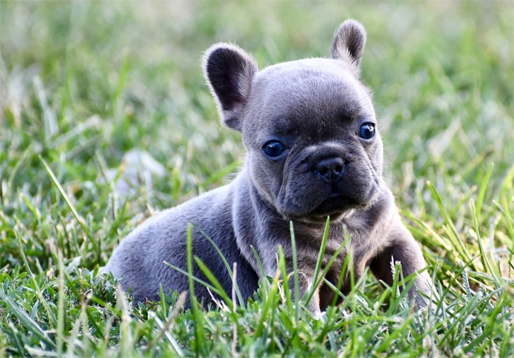 Asim ~ Adorable AKC Male Blue Fawn Sable French Bulldog