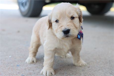 USDA CLEAN* F1 Medium Size Goldendoodle