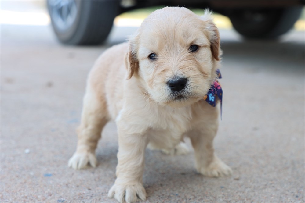 USDA CLEAN* F1 Medium Size Goldendoodle