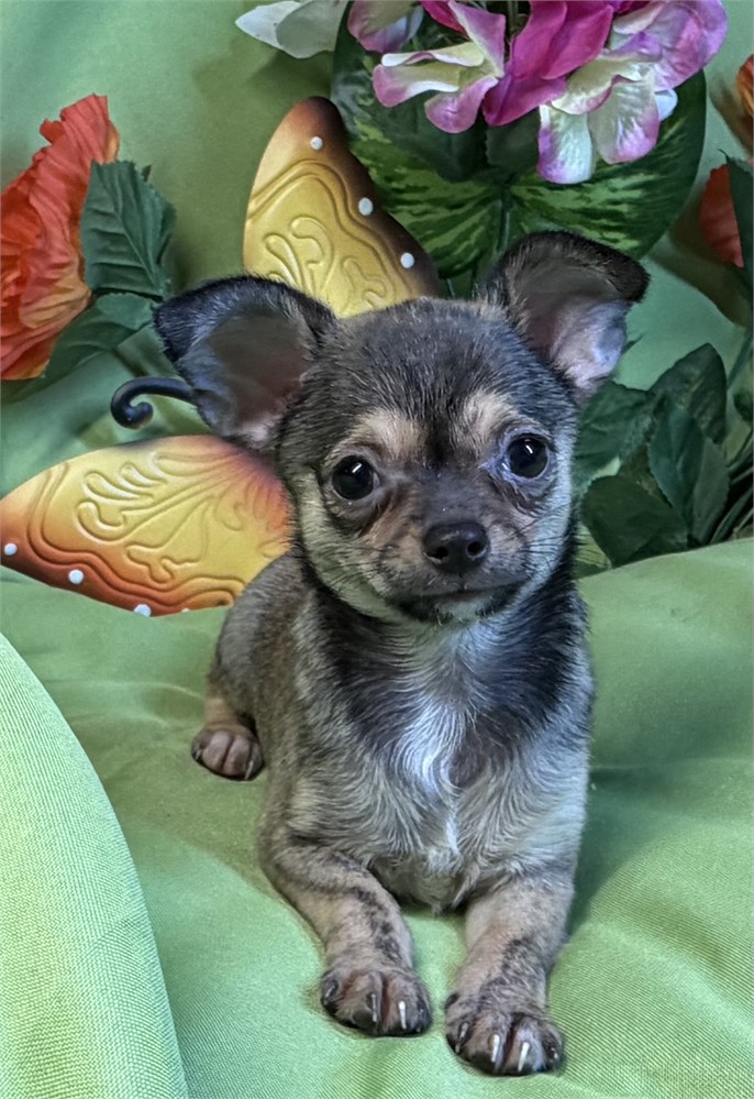 Chihuahua - Chalupa’s  # 4 (F)