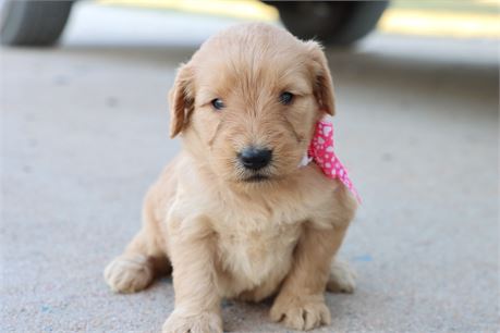 USDA CLEAN* F1 Medium Size Goldendoodle