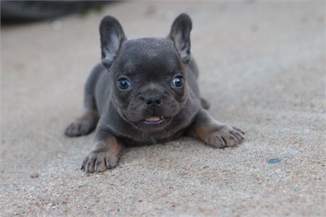 USDA clean* AKC Reg French bulldogs