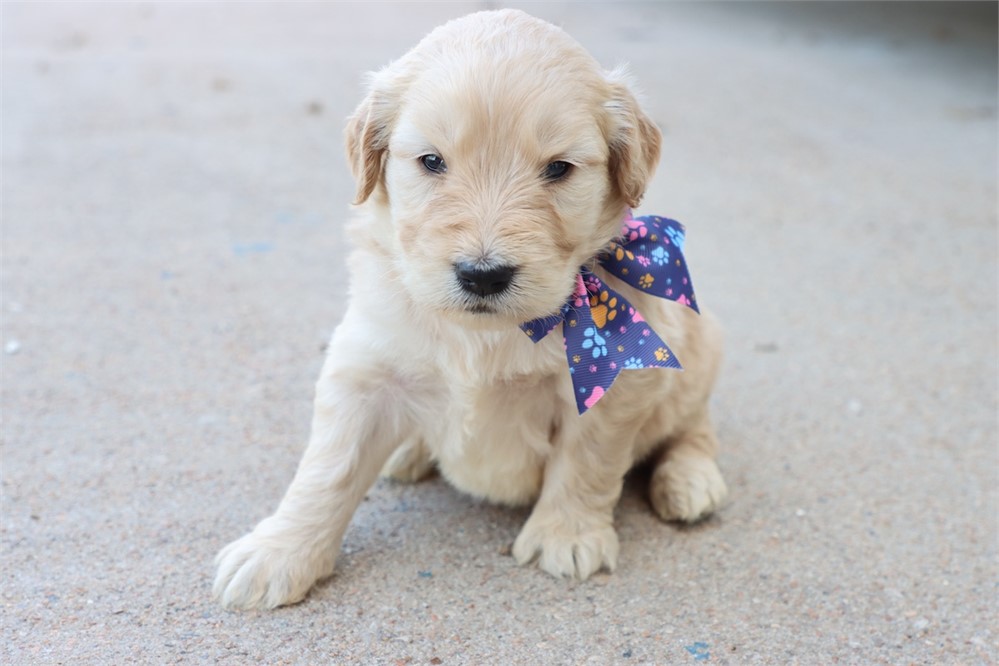 USDA CLEAN* F1 Medium Size Goldendoodle