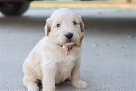 USDA CLEAN* F1 Medium Size Goldendoodle