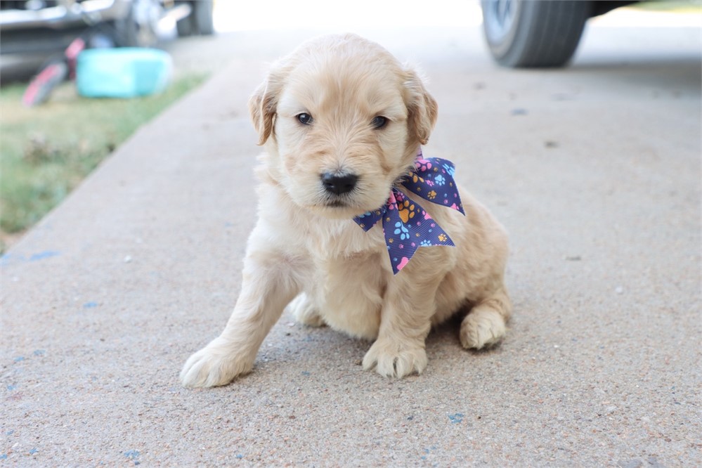 USDA CLEAN* F1 Medium Size Goldendoodle