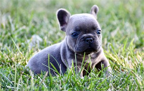 Asim ~ Adorable AKC Male Blue Fawn Sable French Bulldog