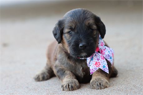 USDA CLEAN* F1 Medium Size Goldendoodle