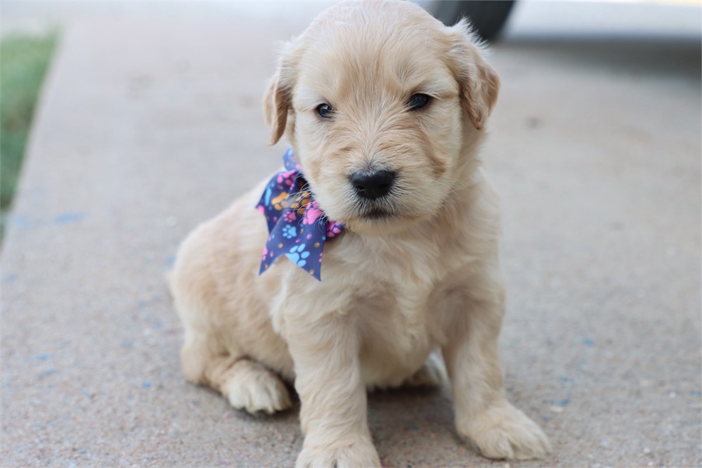 USDA CLEAN* F1 Medium Size Goldendoodle