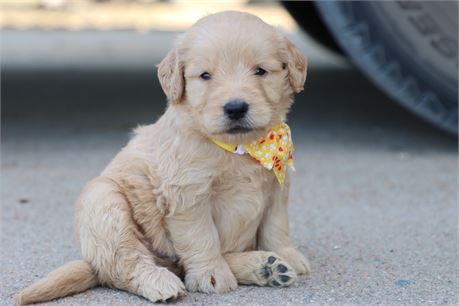 USDA CLEAN* F1 Medium Size Goldendoodle