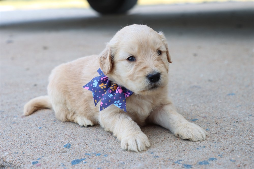 USDA CLEAN* F1 Medium Size Goldendoodle