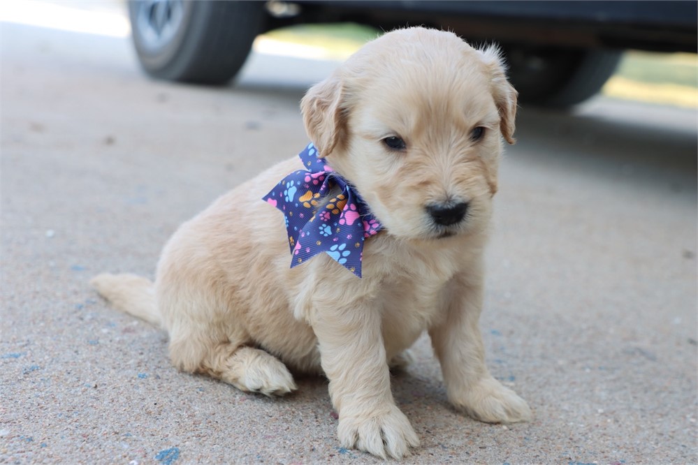 USDA CLEAN* F1 Medium Size Goldendoodle