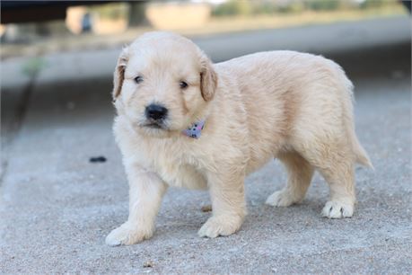 USDA CLEAN* F1 Medium Size Goldendoodle