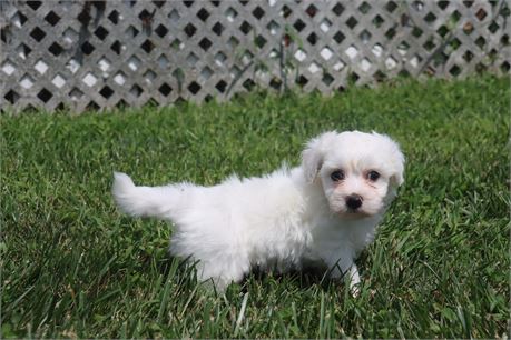 Male Coton