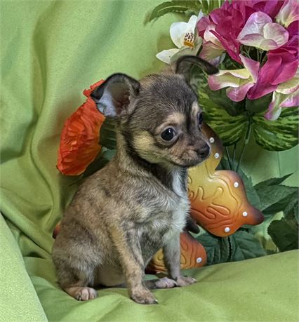 Chihuahua - Chalupa’s  # 4 (F)