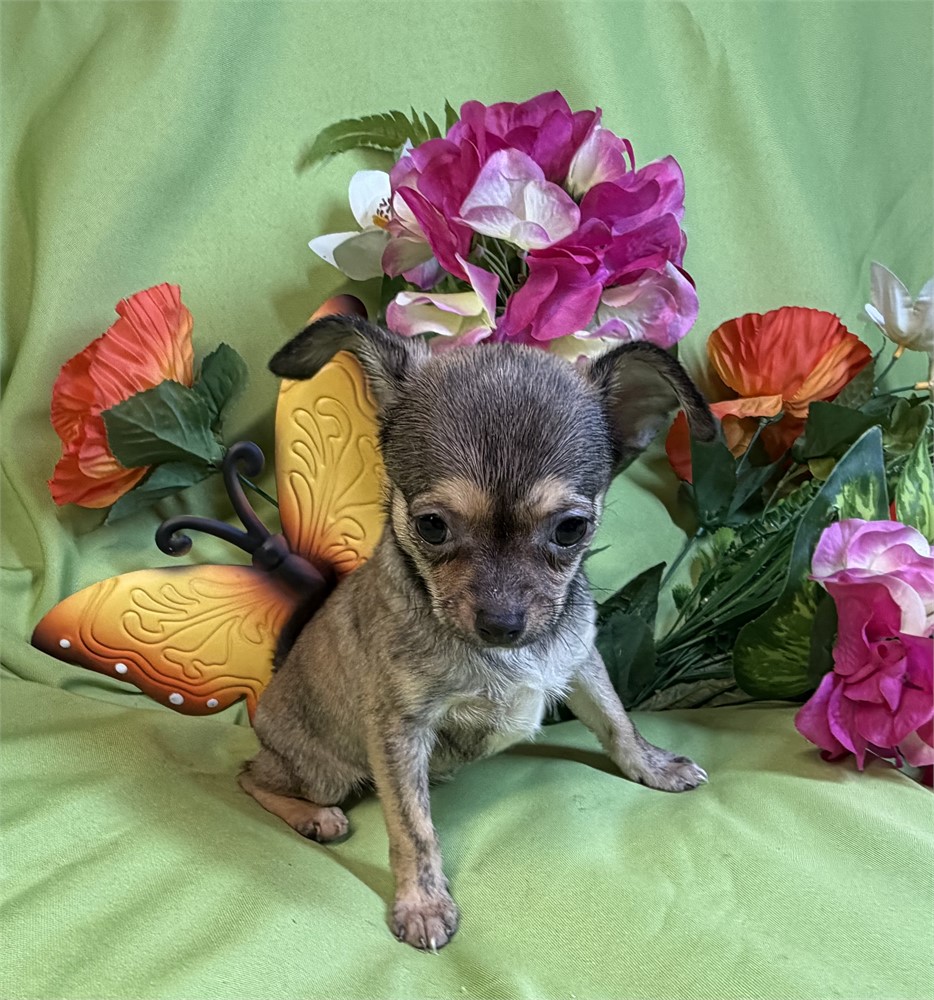 Chihuahua - Chalupa’s  # 4 (F)
