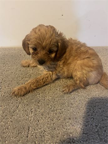 GORGEOUS  CAVAPOO