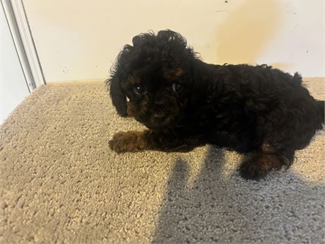 GORGEOUS  CAVAPOO