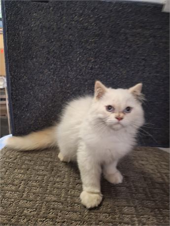Himalayan flame-point male