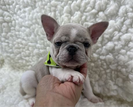 AKC FRENCH BULLDOG Female 2