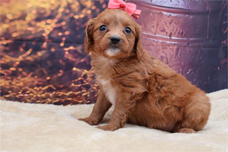 Mini Golden Cavadoodle Female