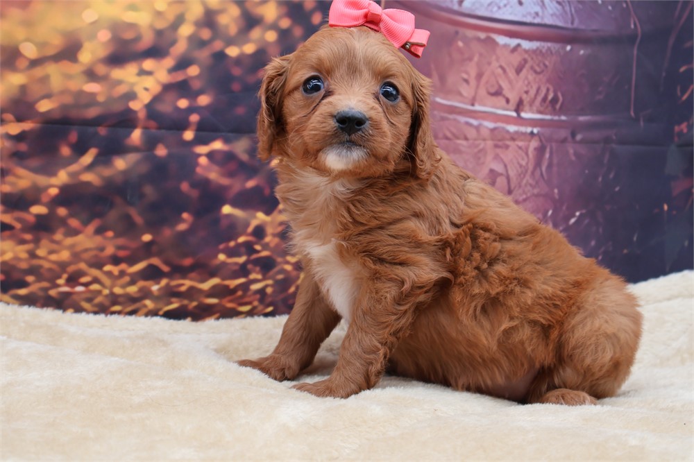 Mini Golden Cavadoodle Female
