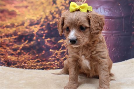 Mini Golden Cavadoodle Female