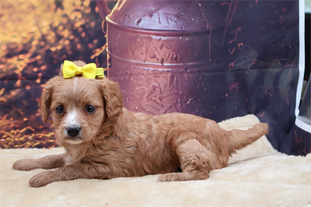 Mini Golden Cavadoodle Female