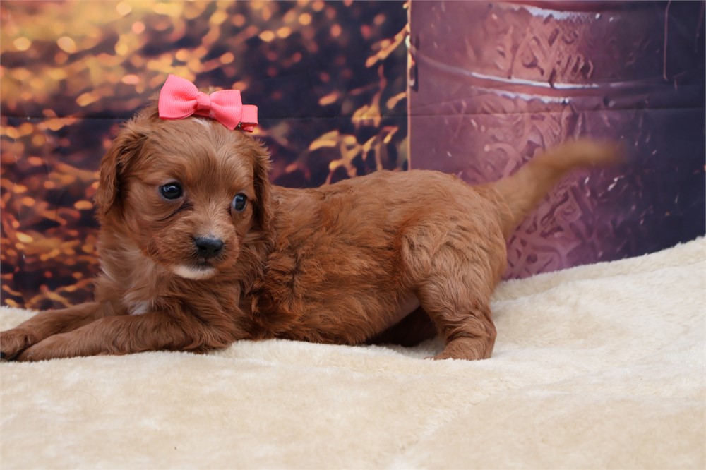 Mini Golden Cavadoodle Female