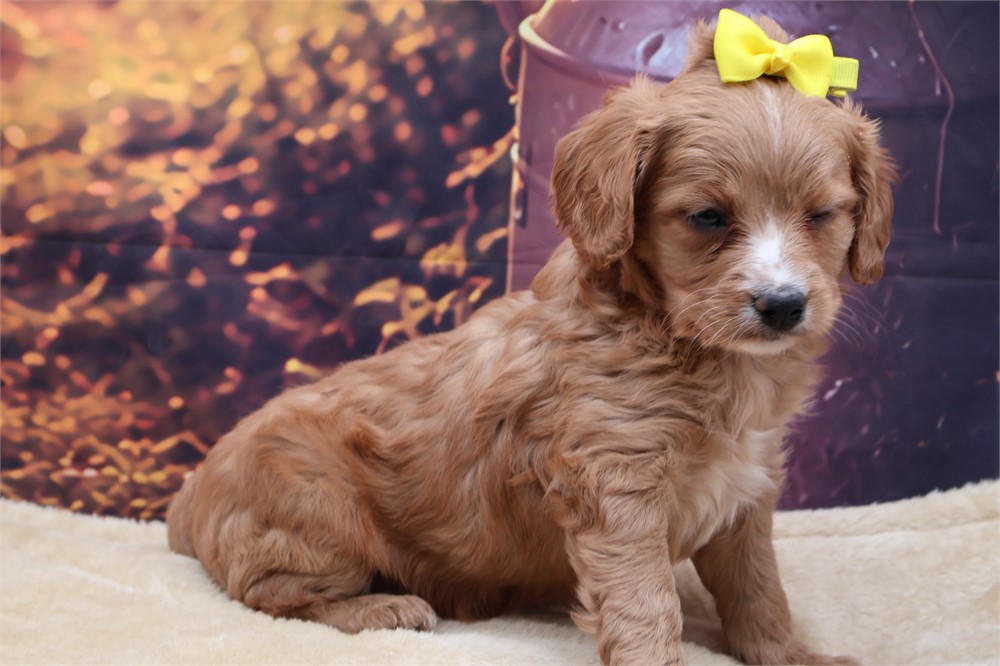 Mini Golden Cavadoodle Female