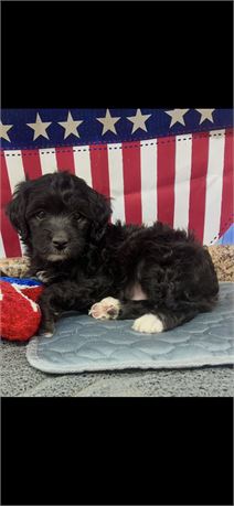 Cockapoo Male #1