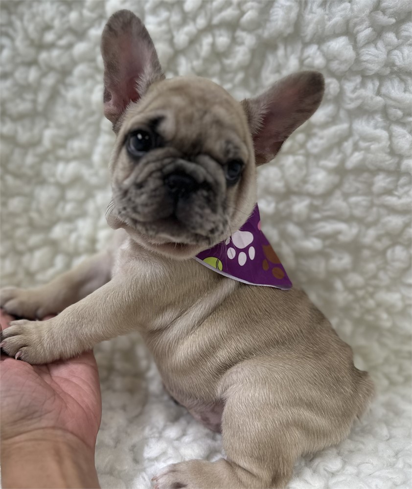 AKC FRENCH BULLDOG Female 4