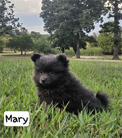 USDA Pomeranians