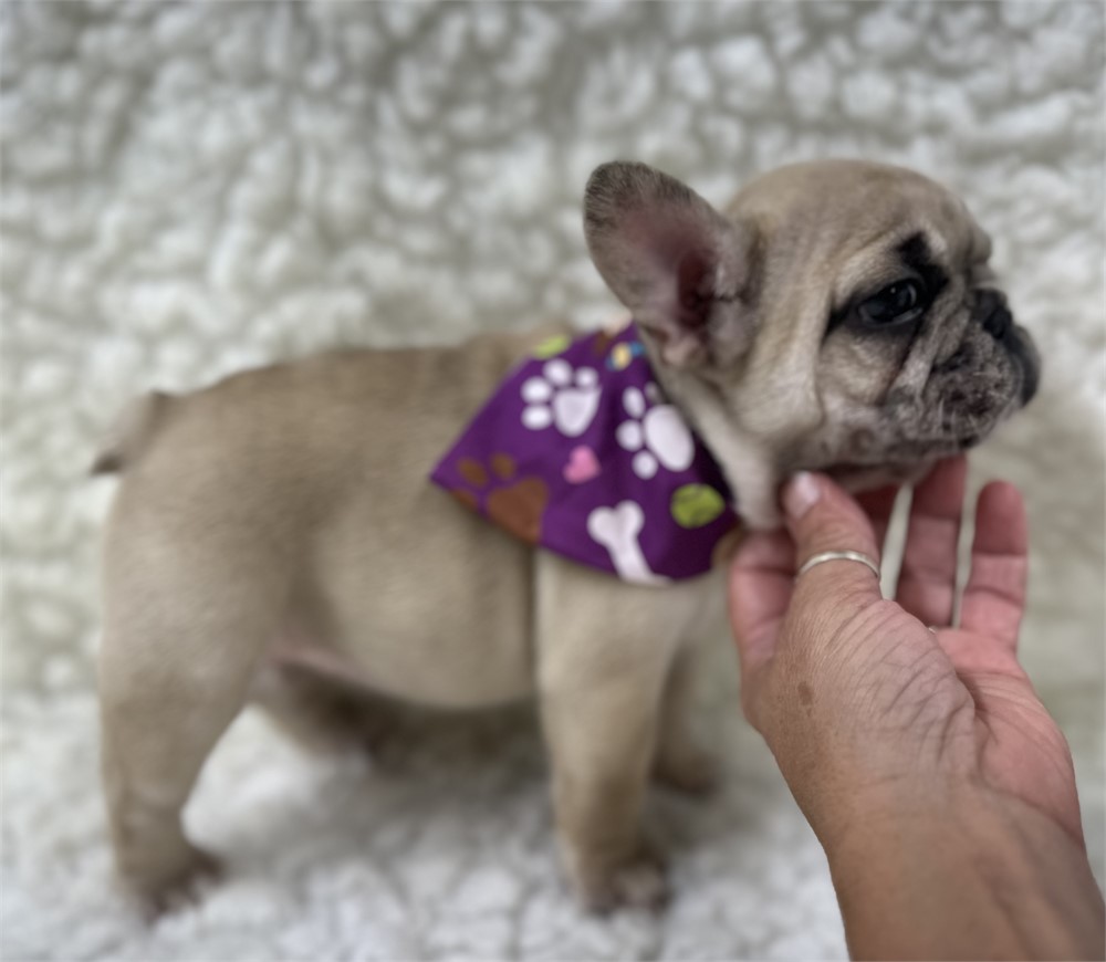 AKC FRENCH BULLDOG Female 4