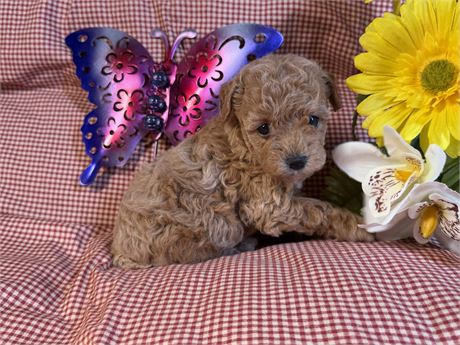 Poodle - Dora’s  # 3 (F)