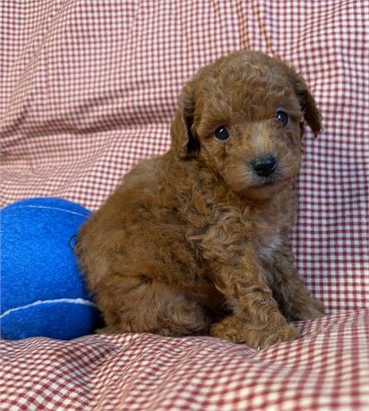 Poodle - Dora’s  # 2 (M)