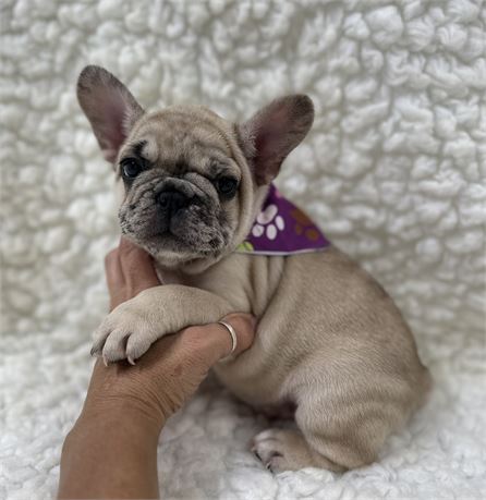 AKC FRENCH BULLDOG Female 4