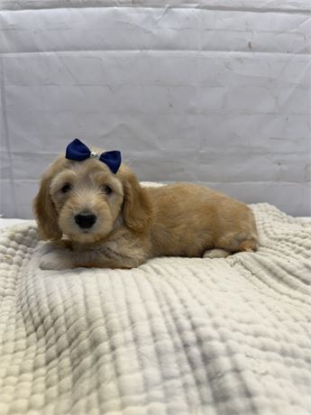 Macie