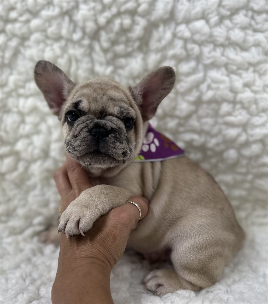 AKC FRENCH BULLDOG Female 4