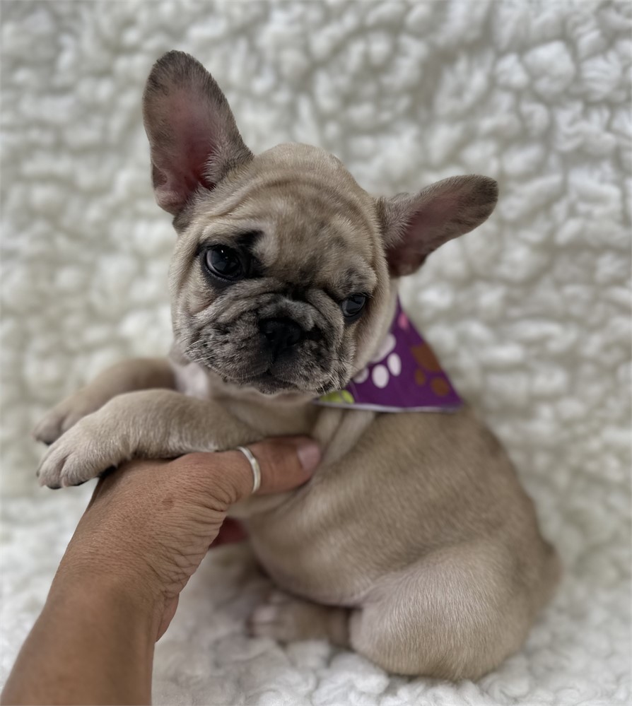 AKC FRENCH BULLDOG Female 4