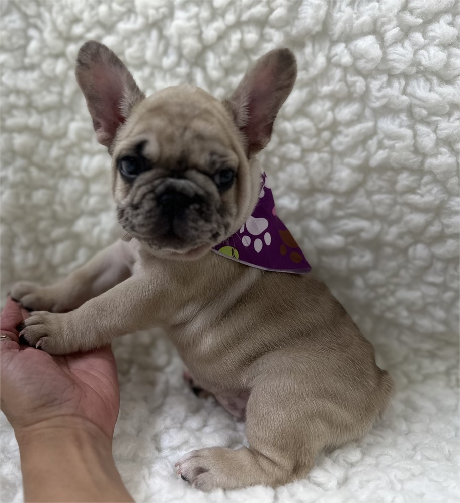 AKC FRENCH BULLDOG Female 4