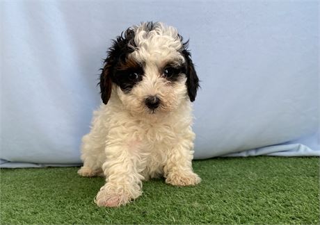 Toy / min AKC
