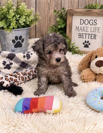 BEAUTIFUL LITTLE MERLE (F) POODLE