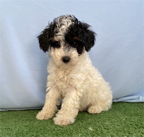 Toy / min AKC