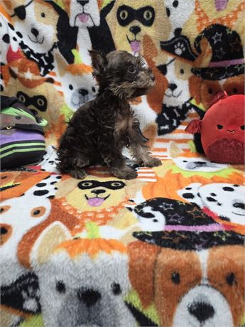 LUNA'S PRECIOUS TOY'S  F#1  1.8LBS