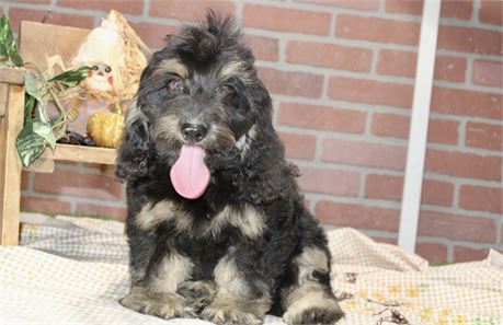 PHANTOM MALE COCKAPOO 102